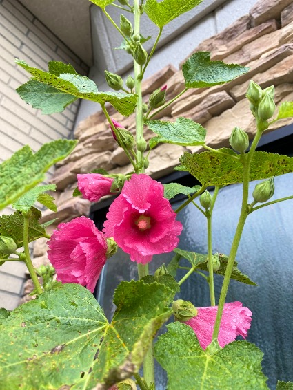 佐久市 注文住宅〜自然素材を活かしたスマートハウス〜