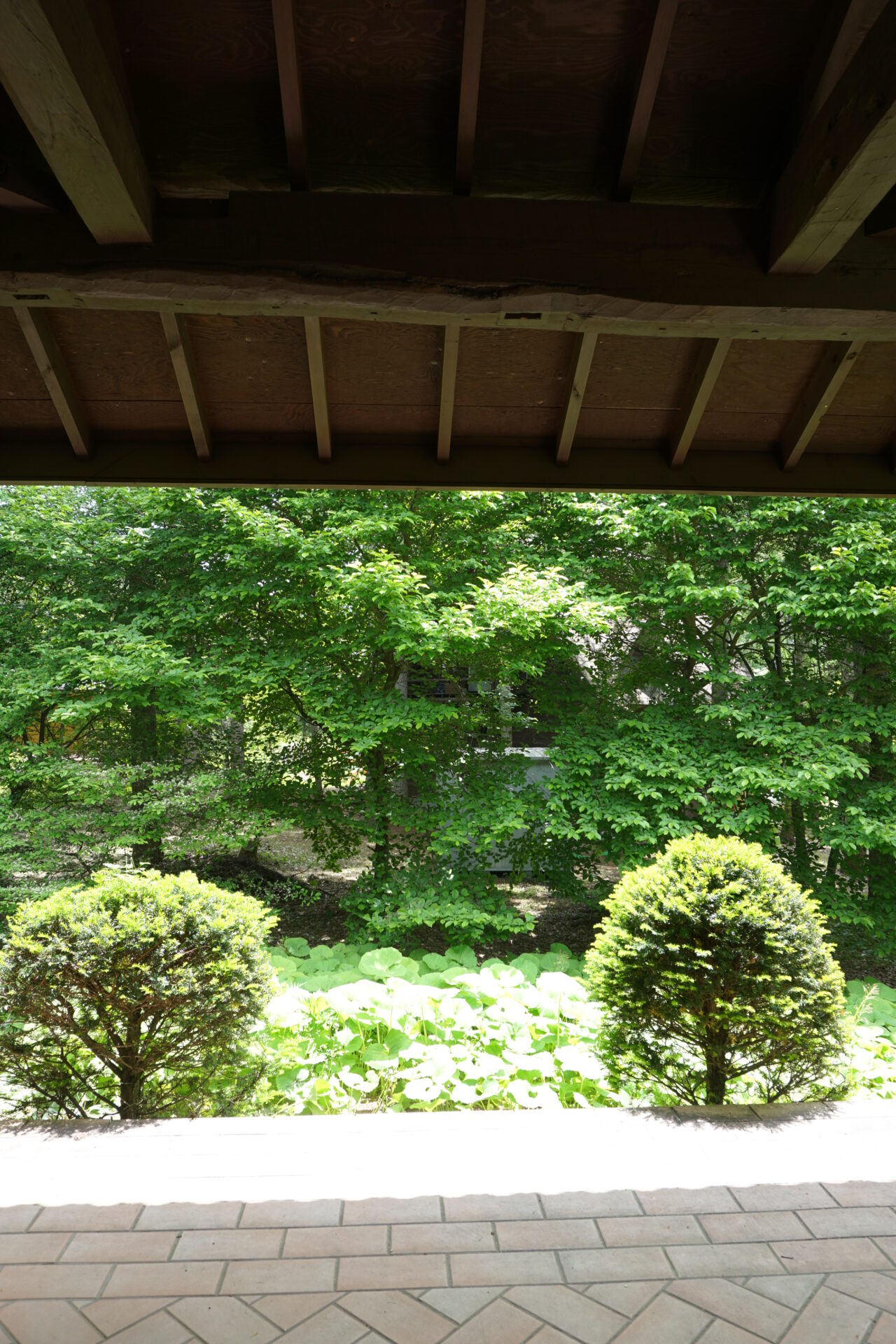 和室前のお庭