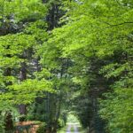 緑が美しい軽井沢の初夏
